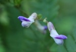 ヤブマメ	薮豆	Amphicarpaea bracteata subsp. edgeworthii var. japonica	9～10月