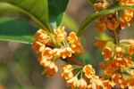 キンモクセイ	金木犀	Osmanthus fragrans var. aurantiacus	9～10月