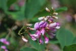 ハギ	萩	Lespedeza sp.	7～9月