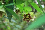ツルニンジン	蔓人参	Codonopsis lanceolata	8～10月