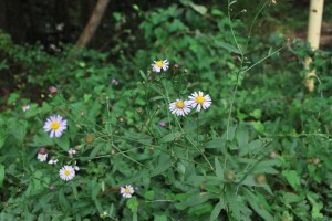 20140930ヨメナの花 (2)