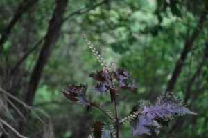 20141001シソの花 (2)