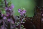 シソ	紫蘇	Perilla frutescens var. crispa	8～10月