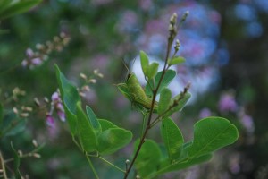 20141001シソの花 バッタの子供