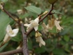 ナワシログミ	苗代茱萸	Elaeagnus pungens	10～11月