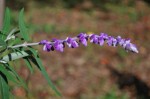 アメジストセージ		Salvia leucantha	9～10月