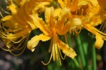 ショウキズイセン	鍾馗水仙	Lycoris aurea	9月