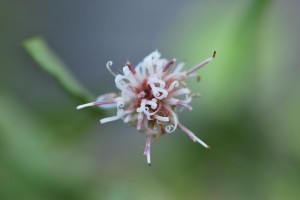 20141007コウヤボウキの花 (3)