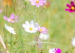 20141009コスモス	秋桜	Cosmos bipinnatus	6～11月