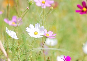 20141009コスモスの花 (1)