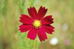 コスモス	秋桜	Cosmos bipinnatus	6～11月