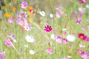 20141009コスモスの花 (3)