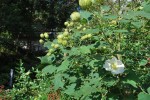 20141009フヨウ	芙蓉	Hibiscus mutabilis	7～10月