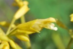 サルビア・マドレンシス		Salvia madrensis	8～11月