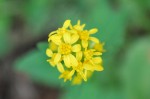 アキノキリンソウ	秋の麒麟草	Solidago virgaurea subsp. Asiatica	8～11月