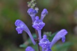 タツナミソウ	立浪草	Scutellaria indica	5～6月