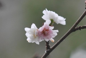 20141031サクラの花が咲きました (3)-2