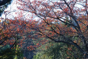 20141104紅葉が見ごろを迎えました (3)