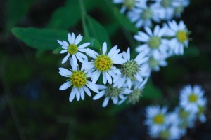 20141105ノギクの花