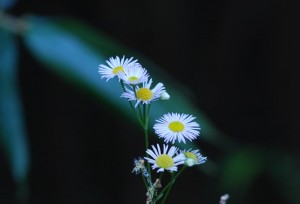 20141105ヒメジョオンの花 (3)