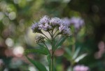 フジバカマ	藤袴	Eupatorium japonicum	8～10月