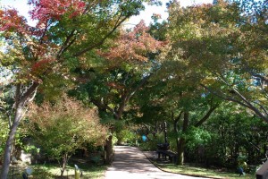 20141107紅葉が見ごろを迎えました2 (3)