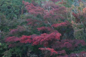 20141108紅葉が見ごろを迎えました3 (3)