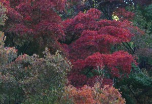 20141108紅葉が見ごろを迎えました3 (4)