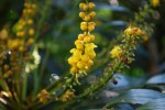 ホソバヒイラギナンテン	細葉柊南天	Berberis fortunei	10～11月