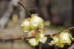 ソシンロウバイ	素心蝋梅	Chimonanthus praecox form. concolor	1～2月