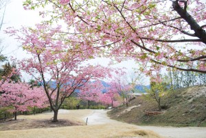 20150320桜の花が満開です (1)