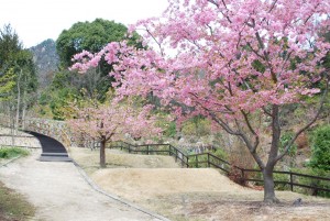 20150320桜の花が満開です (2)