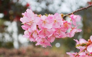 20150320桜の花が満開です (3)