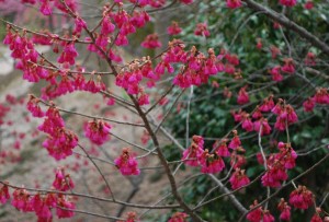 20150320桜の花が満開です (5)