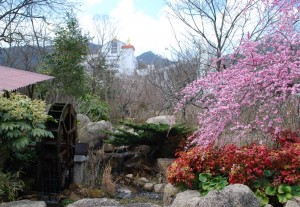 20150320梅の花も満開です！ (1)