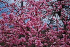 20150320梅の花も満開です！ (3)