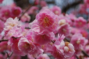 20150320梅の花も満開です！ (4)