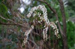 20150322アセビ	馬酔木	Pieris japonica	3～5月