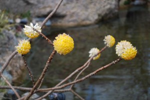 20150322ミツマタの花 (1)