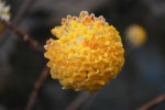 ミツマタ	三叉、三椏	Edgeworthia chrysantha	3～4月