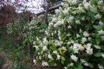 20150325ジンチョウゲ	沈丁花	Daphne odora	3～4月