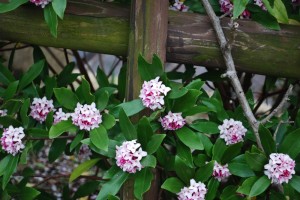 20150325ジンチョウゲの花 (2)