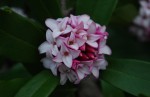ジンチョウゲ	沈丁花	Daphne odora	3～4月