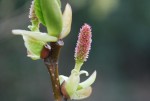 20150327オオバヤシャブシ	大葉夜叉五倍子（雌花）	Alnus sieboldiana	3～4月