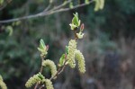 オオバヤシャブシ	大葉夜叉五倍子（雄花）	Alnus sieboldiana	3～4月