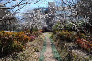 20150327梅の花も満開です！！ (1)