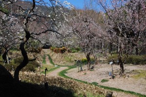 20150327梅の花も満開です！！ (3)