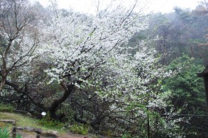 20150404スモモ の花 (1)