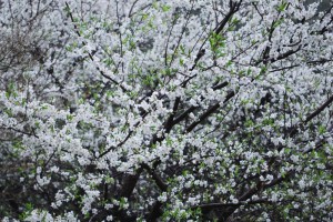 20150404スモモ の花 (2)