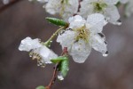 20150404スモモ	李	Prunus salicina	3～4月